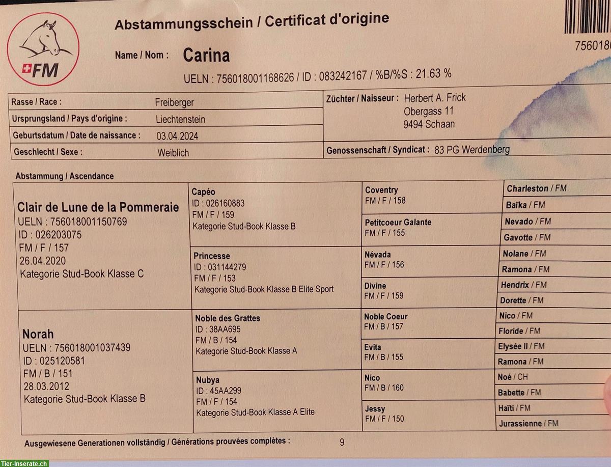 Bild 2: Sportliche Freiberger Jährlingsstute zu verkaufen