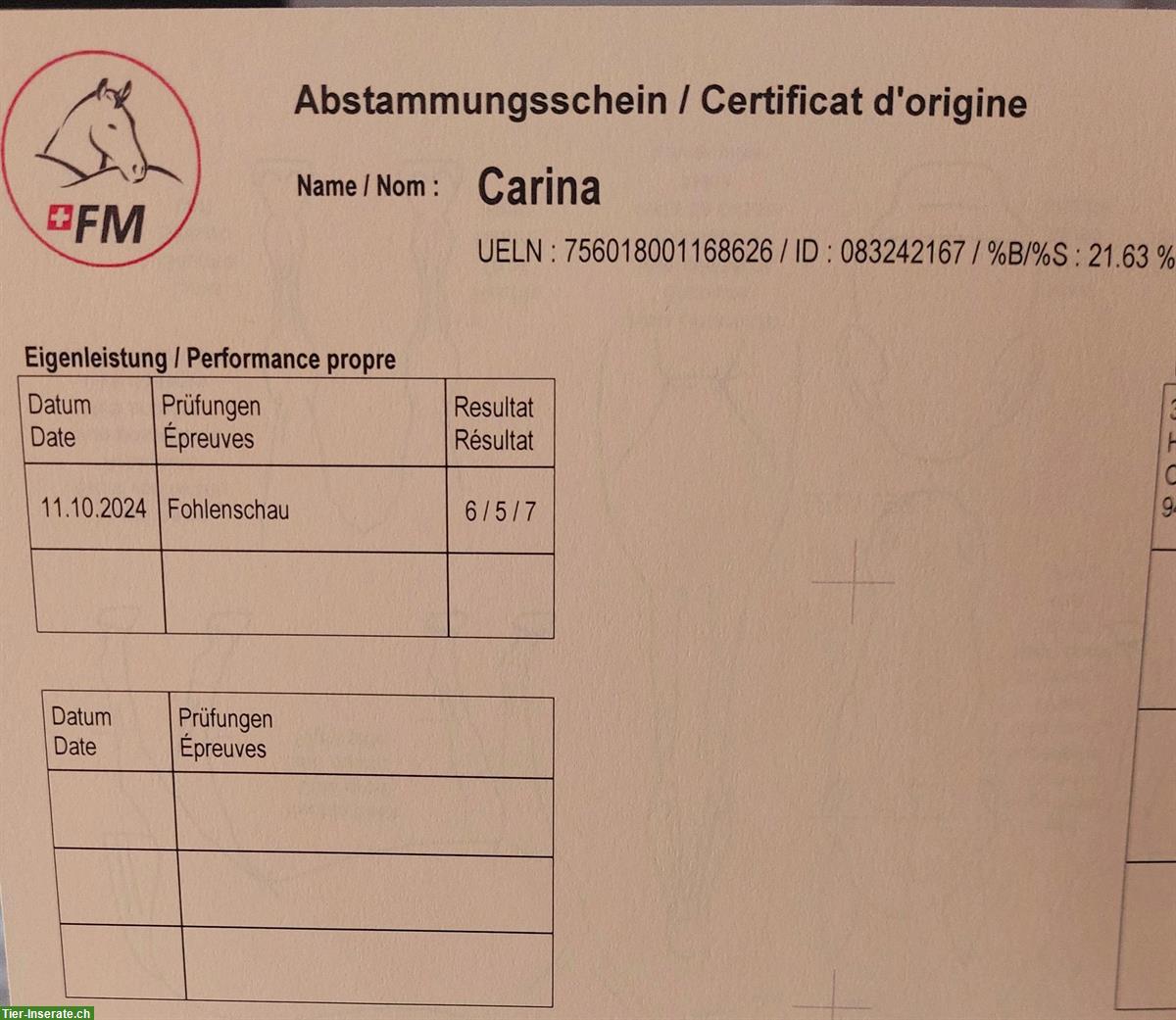 Bild 3: Sportliche Freiberger Jährlingsstute zu verkaufen