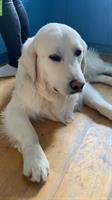 Golden Retriever Junghund mit Ahnentafel sucht ein Zuhause