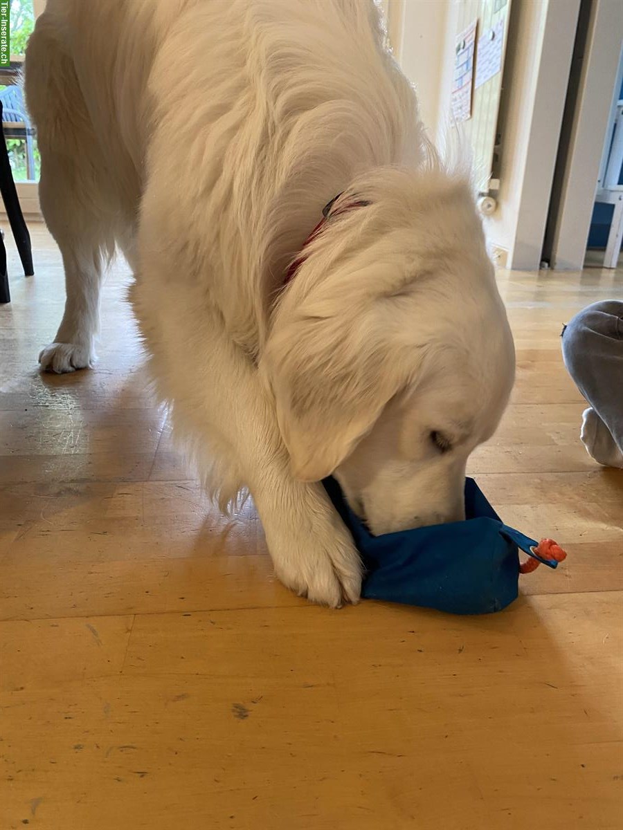 Bild 2: Golden Retriever Junghund mit Ahnentafel sucht ein Zuhause