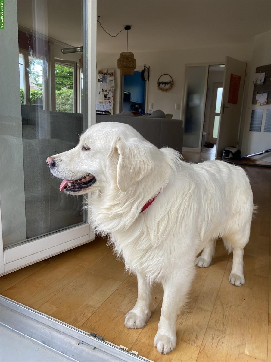 Bild 3: Golden Retriever Junghund mit Ahnentafel sucht ein Zuhause