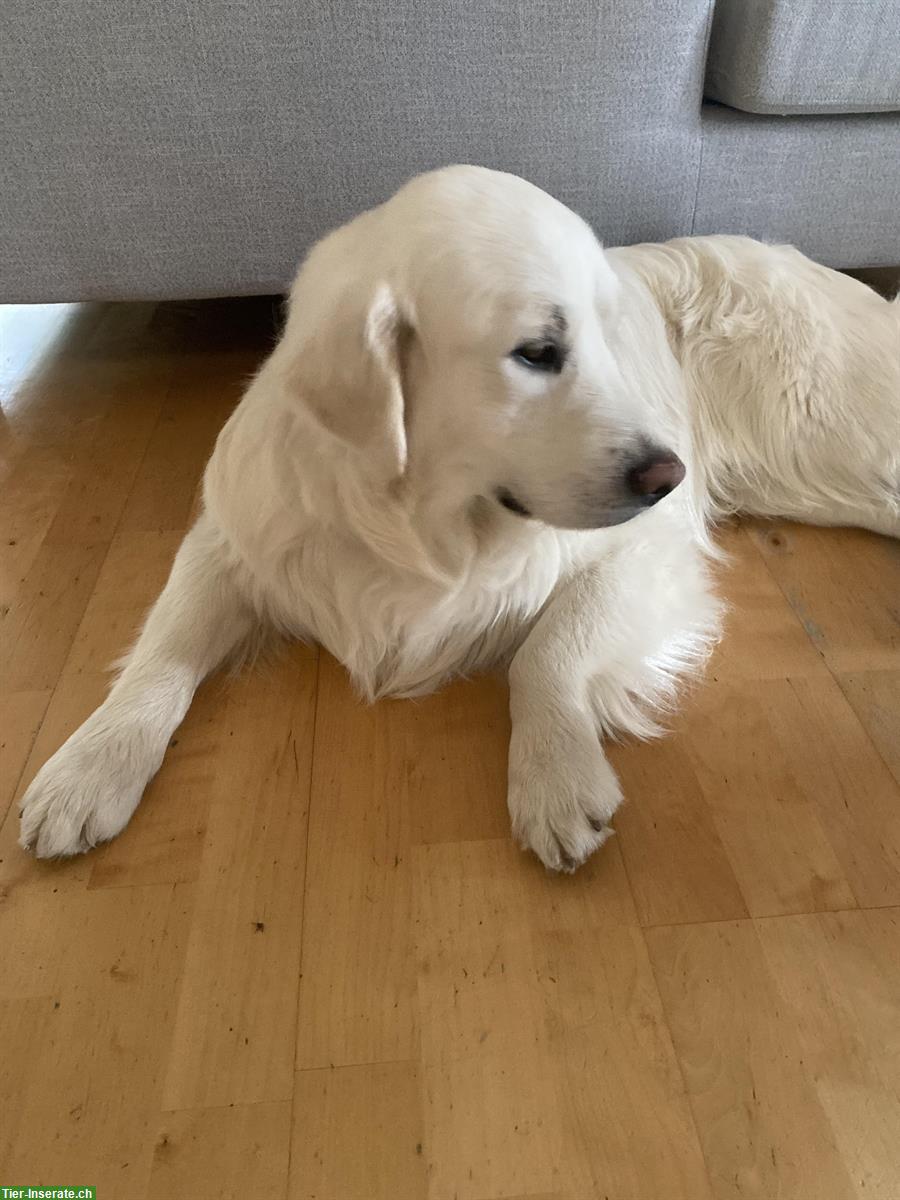 Bild 4: Golden Retriever Junghund mit Ahnentafel sucht ein Zuhause
