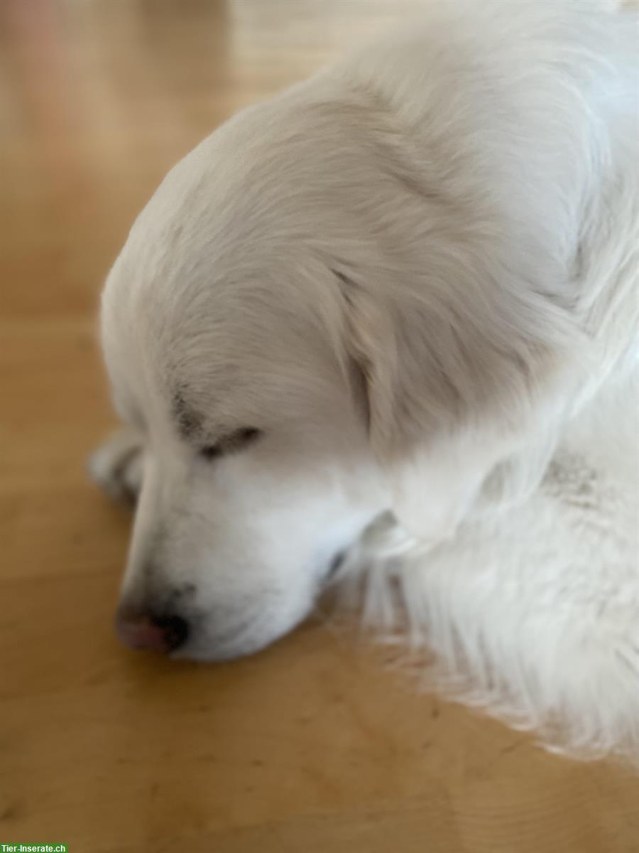 Bild 5: Golden Retriever Junghund mit Ahnentafel sucht ein Zuhause