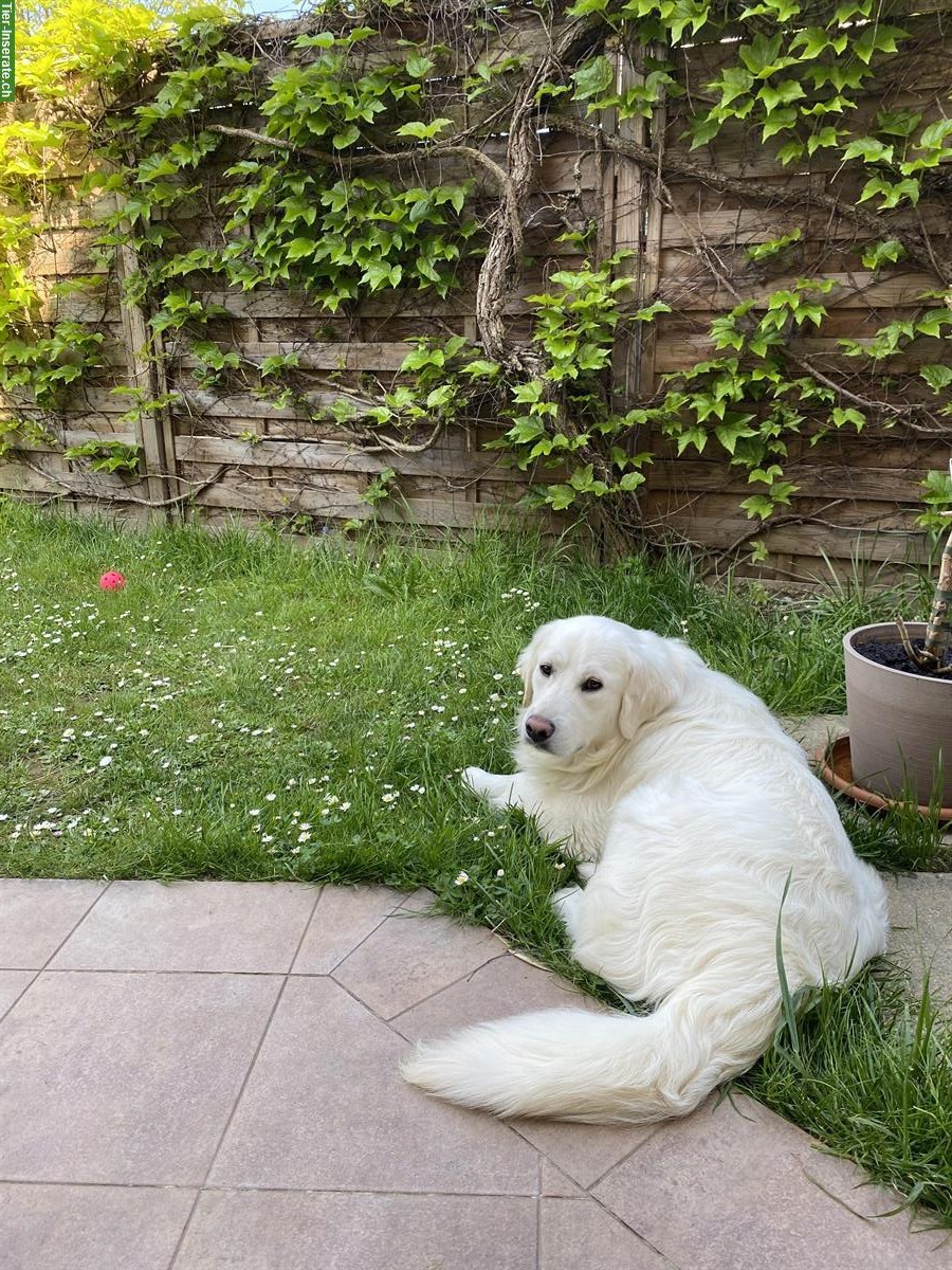 Bild 6: Golden Retriever Junghund mit Ahnentafel sucht ein Zuhause