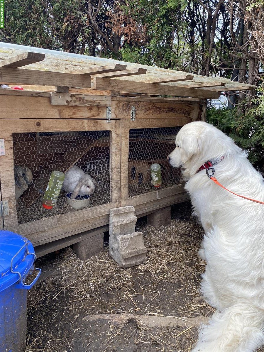 Bild 7: Golden Retriever Junghund mit Ahnentafel sucht ein Zuhause