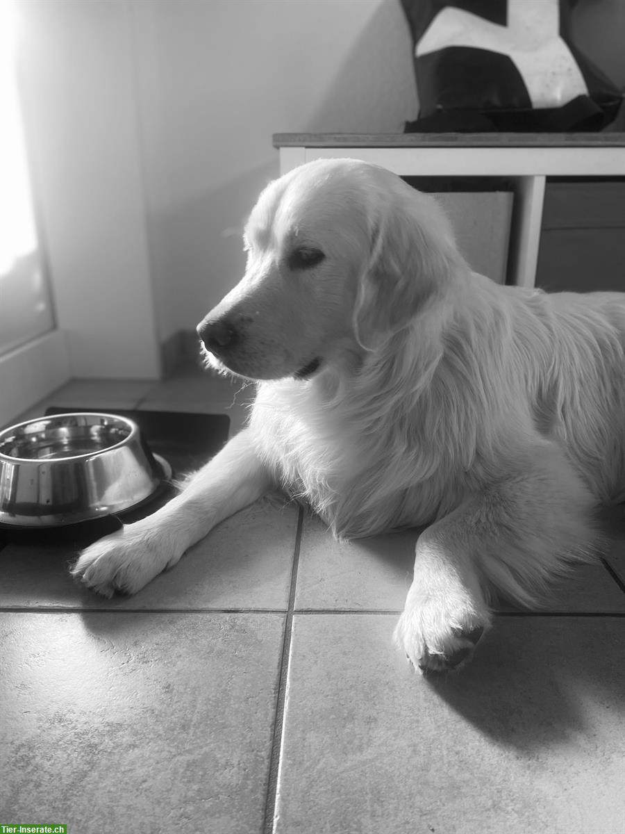 Bild 8: Golden Retriever Junghund mit Ahnentafel sucht ein Zuhause