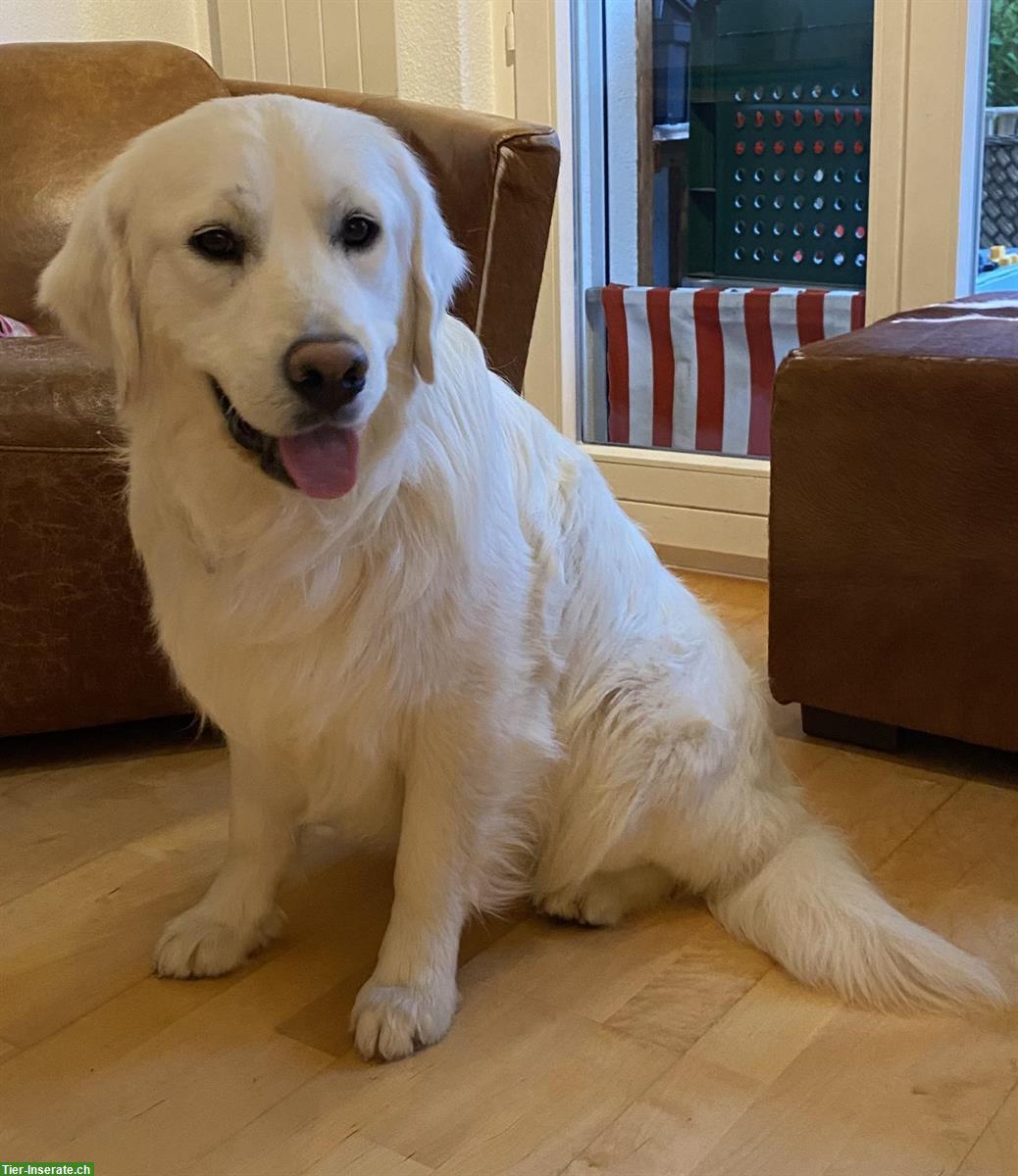Bild 9: Golden Retriever Junghund mit Ahnentafel sucht ein Zuhause