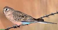 Bourkesittich Weibchen gesucht
