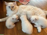 Ragdoll Kitten, kleine Kater zu verkaufen