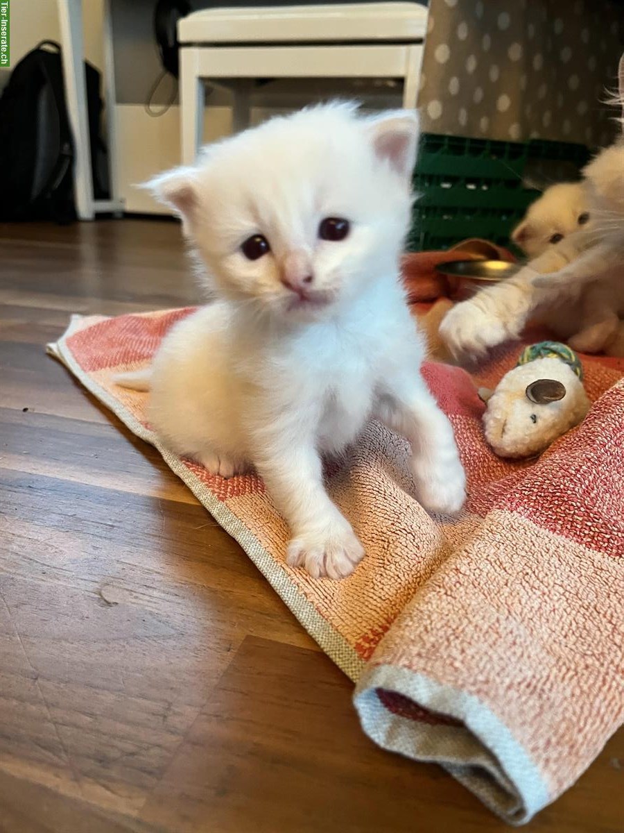 Bild 2: Ragdoll Kitten, kleine Kater zu verkaufen