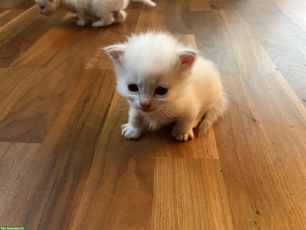 Bild 3: Ragdoll Kitten, kleine Kater zu verkaufen