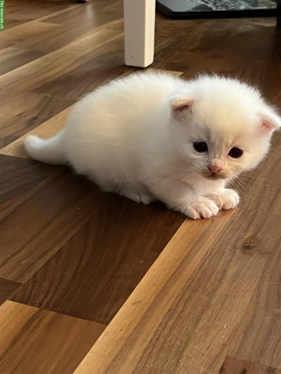 Bild 4: Ragdoll Kitten, kleine Kater zu verkaufen