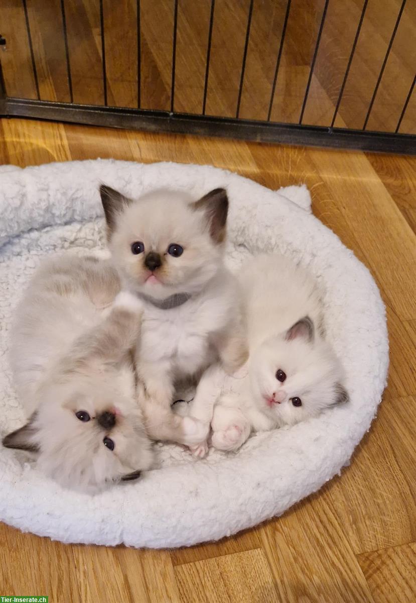 Ragdoll Kitten mit Stammbaum - liebevoll aufgezogen