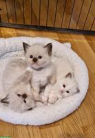 Ragdoll Kitten mit Stammbaum - liebevoll aufgezogen