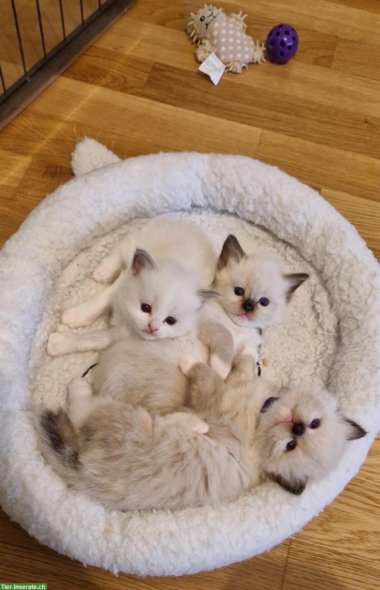 Bild 2: Ragdoll Kitten mit Stammbaum - liebevoll aufgezogen