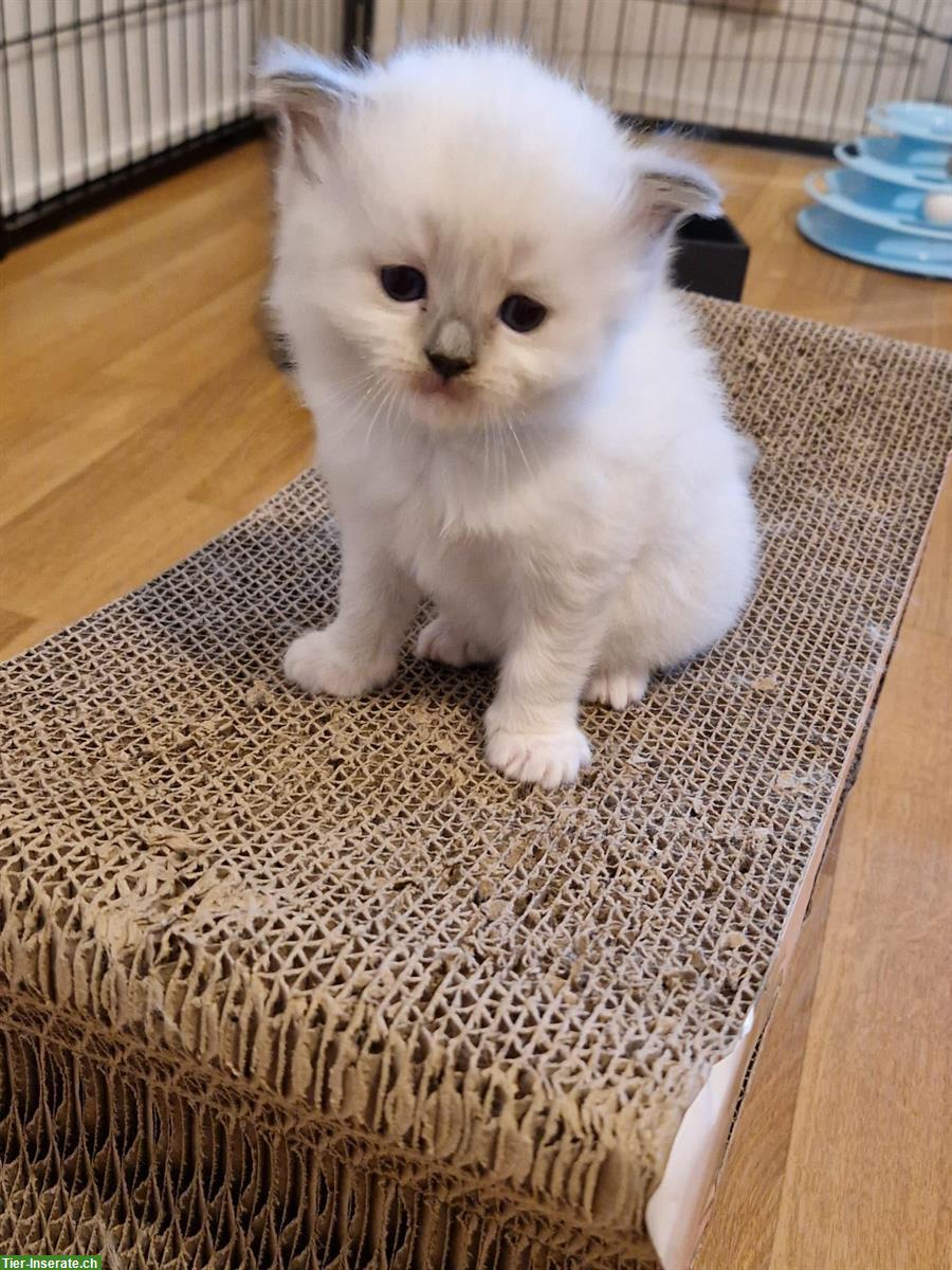 Bild 3: Ragdoll Kitten mit Stammbaum - liebevoll aufgezogen