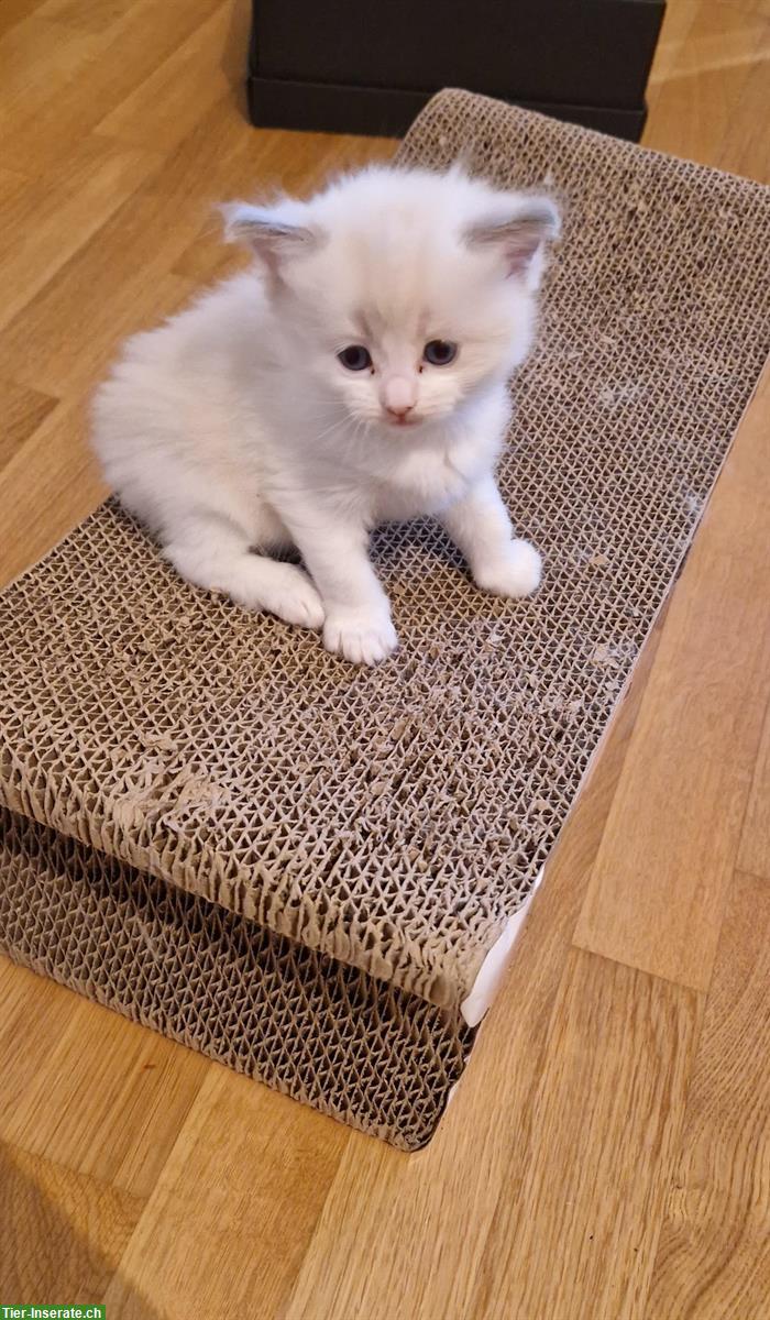 Bild 4: Ragdoll Kitten mit Stammbaum - liebevoll aufgezogen