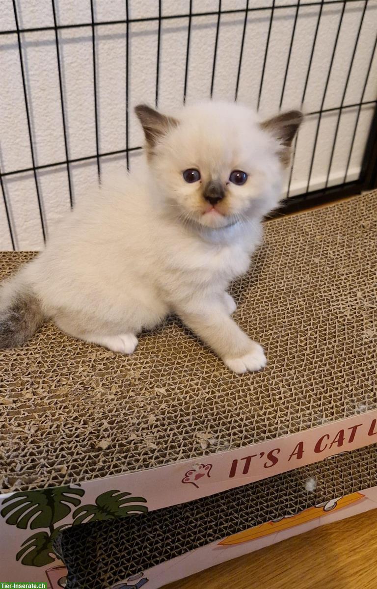 Bild 5: Ragdoll Kitten mit Stammbaum - liebevoll aufgezogen
