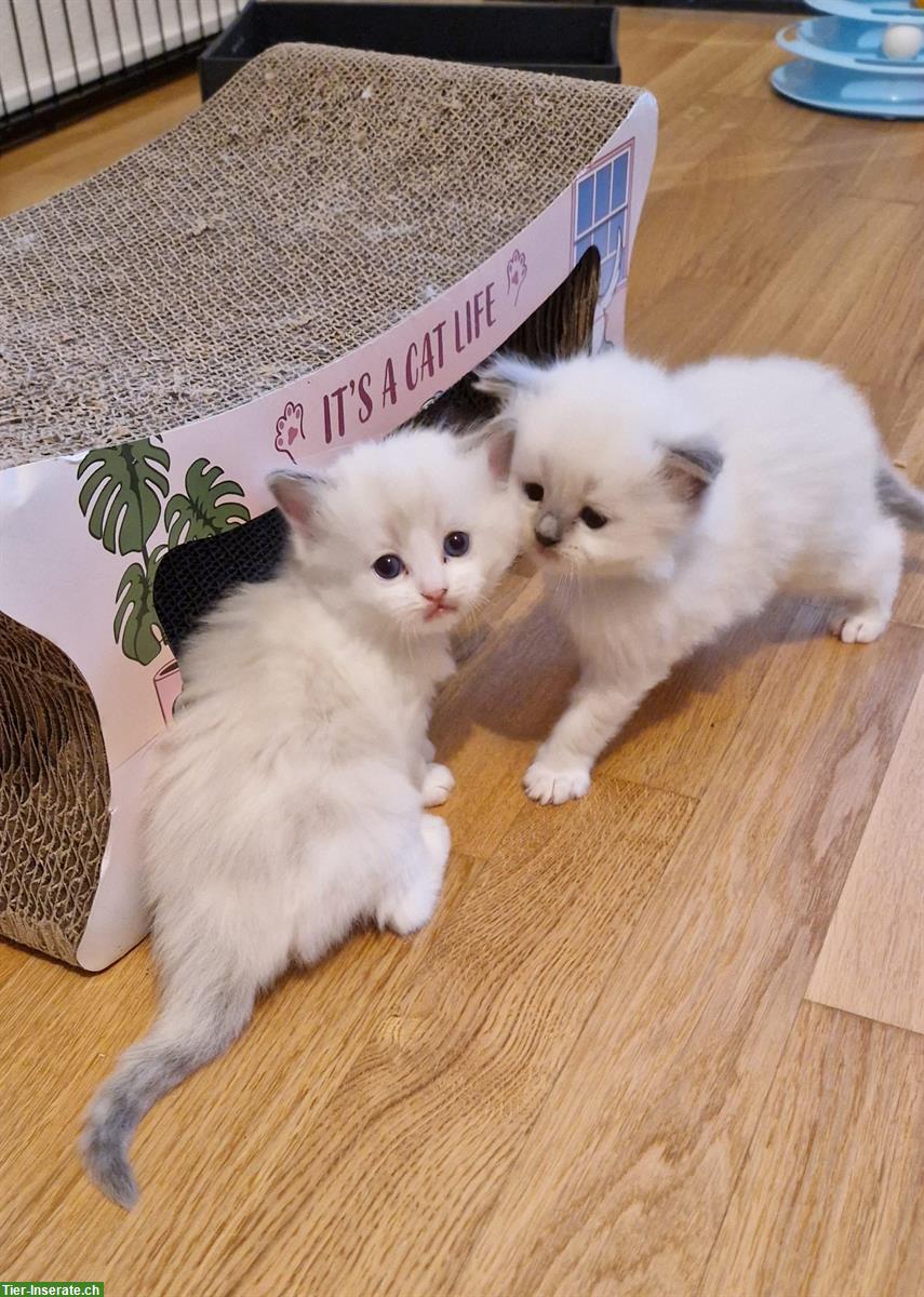Bild 6: Ragdoll Kitten mit Stammbaum - liebevoll aufgezogen