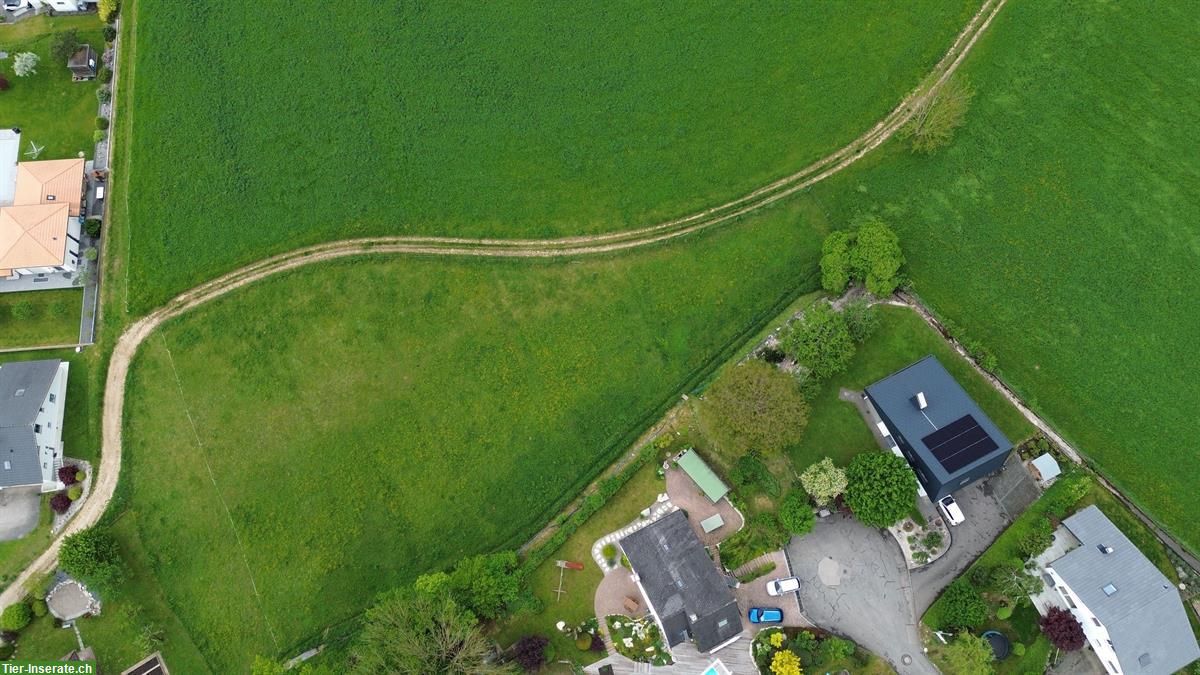 Bild 3: Pferdepension im Laufstall in 2740 Moutier