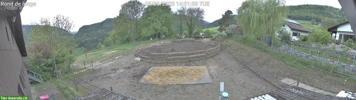 Bild 7: Pferdepension im Laufstall in 2740 Moutier