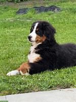 Berner Sennenhund Rüde, ½-jähriger Junghund