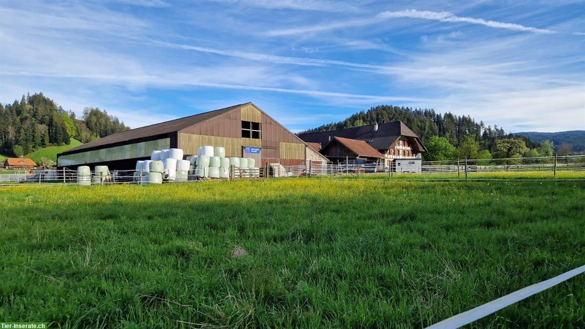 Bild 2: Pferdezentrum Grossmatt inkl. Bauernhaus | mieten/pachten