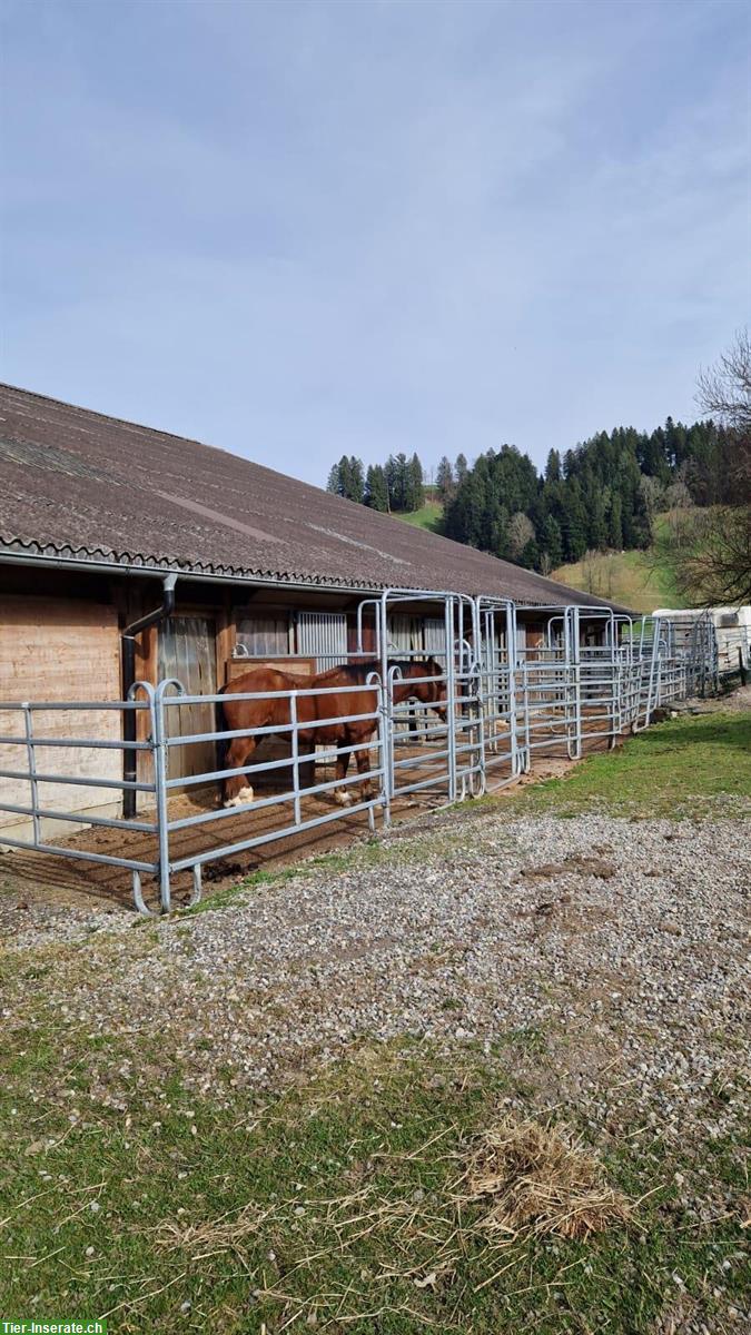 Bild 5: Pferdezentrum Grossmatt inkl. Bauernhaus | mieten/pachten