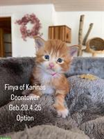 Junge Maine Coon Kitten mit Stammbaum