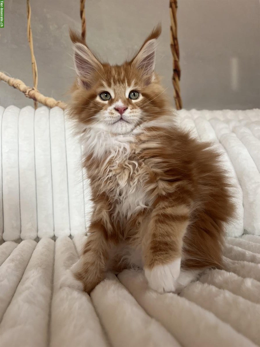 Bild 10: Junge Maine Coon Kitten mit Stammbaum
