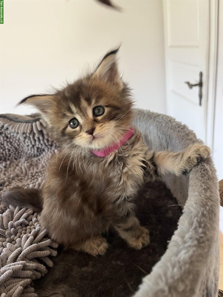 Bild 2: Junge Maine Coon Kitten mit Stammbaum