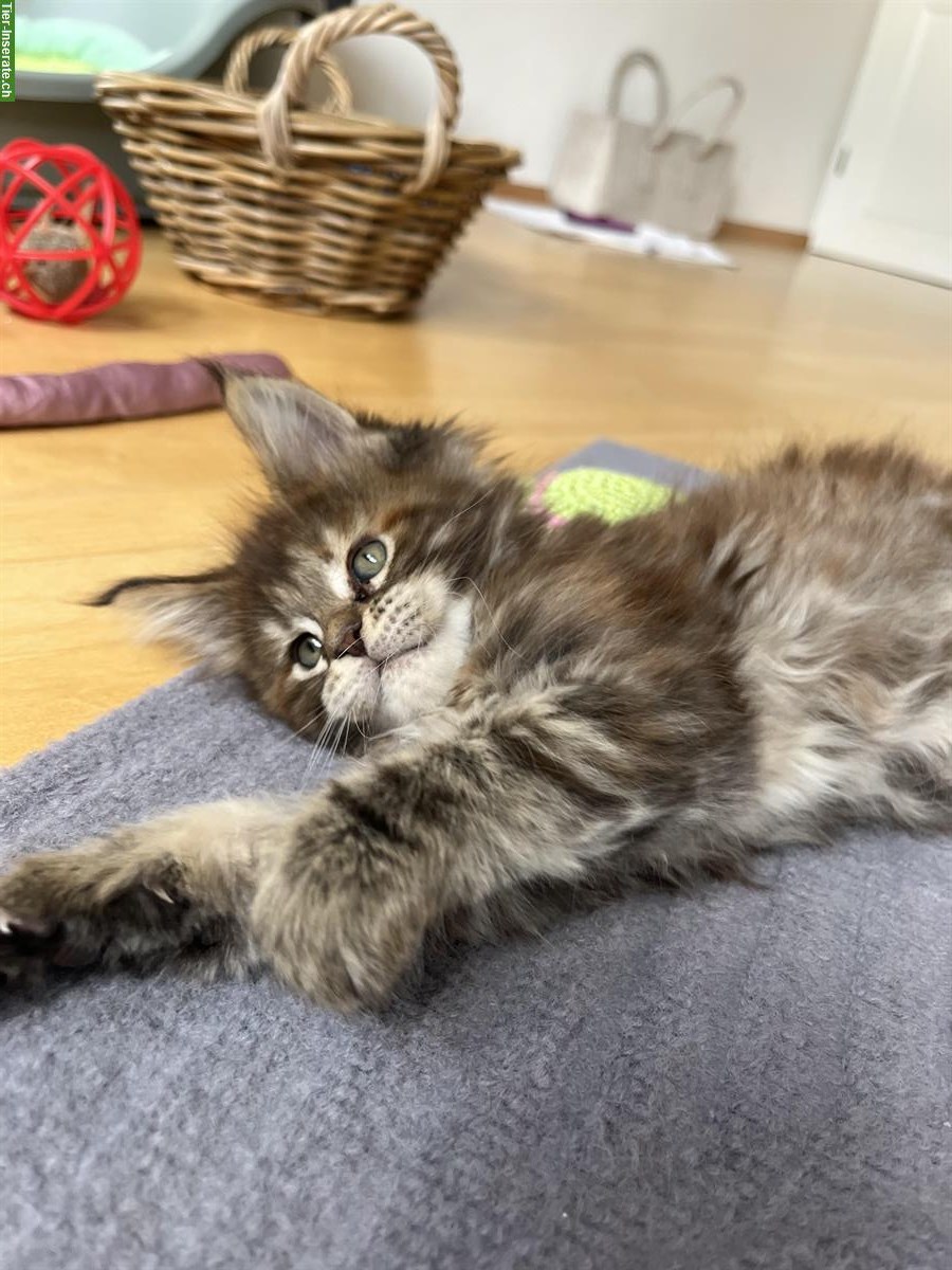 Bild 3: Junge Maine Coon Kitten mit Stammbaum