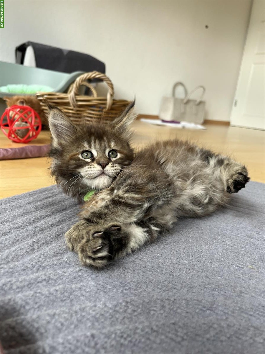 Bild 4: Junge Maine Coon Kitten mit Stammbaum