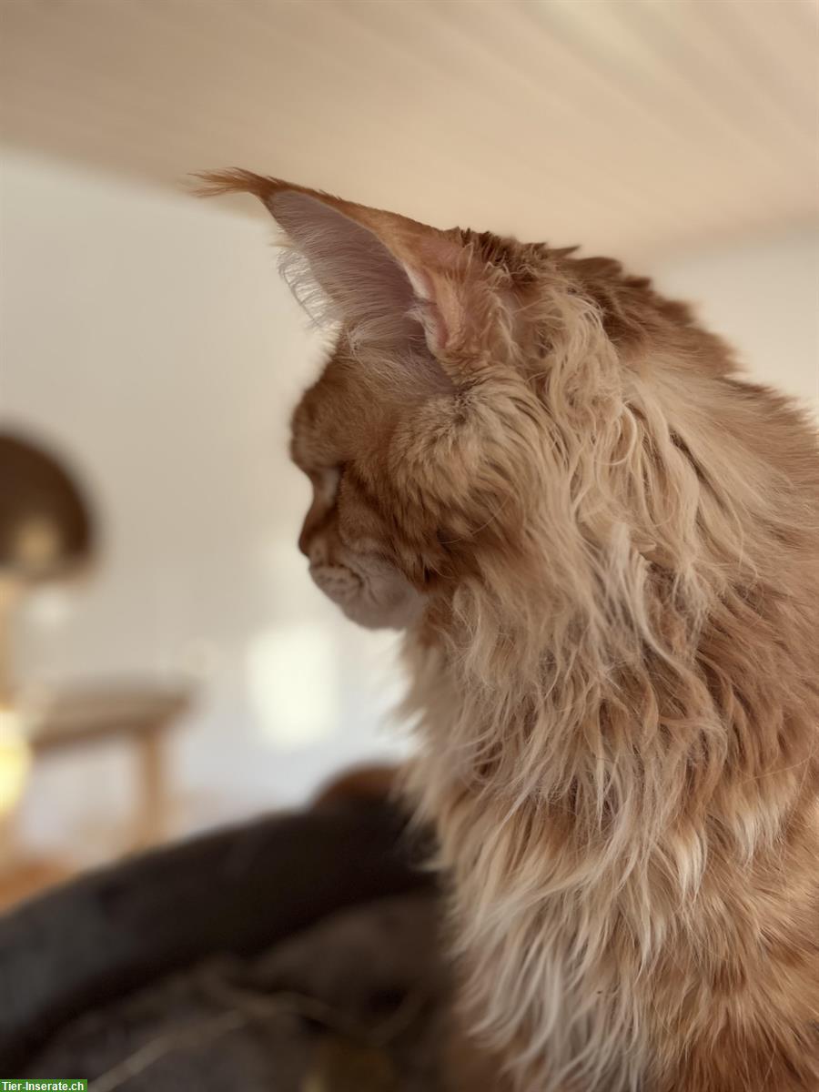 Bild 5: Junge Maine Coon Kitten mit Stammbaum