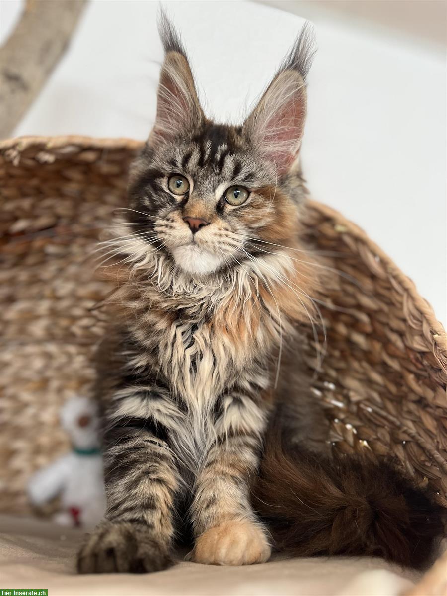 Bild 6: Junge Maine Coon Kitten mit Stammbaum