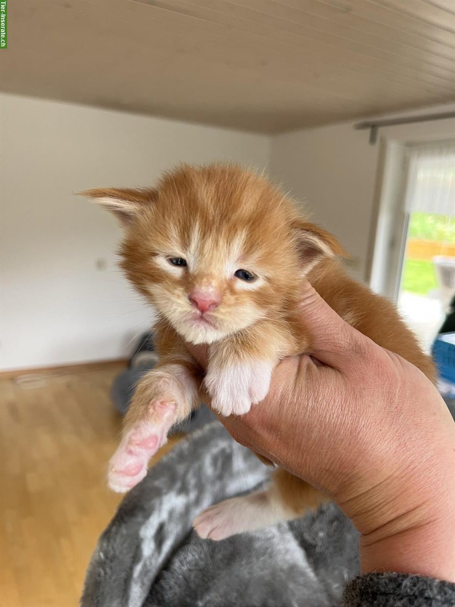 Bild 7: Junge Maine Coon Kitten mit Stammbaum