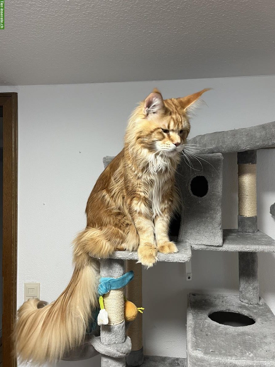 Bild 8: Junge Maine Coon Kitten mit Stammbaum
