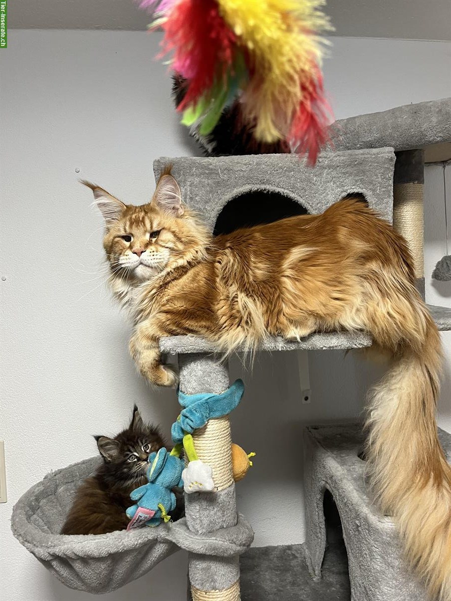 Bild 9: Junge Maine Coon Kitten mit Stammbaum