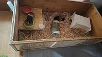 Meerschweinchen Männchen zu verkaufen