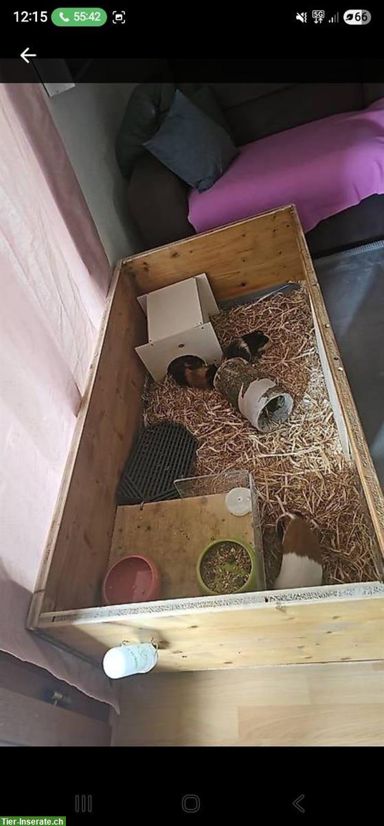 Bild 2: Meerschweinchen Männchen zu verkaufen