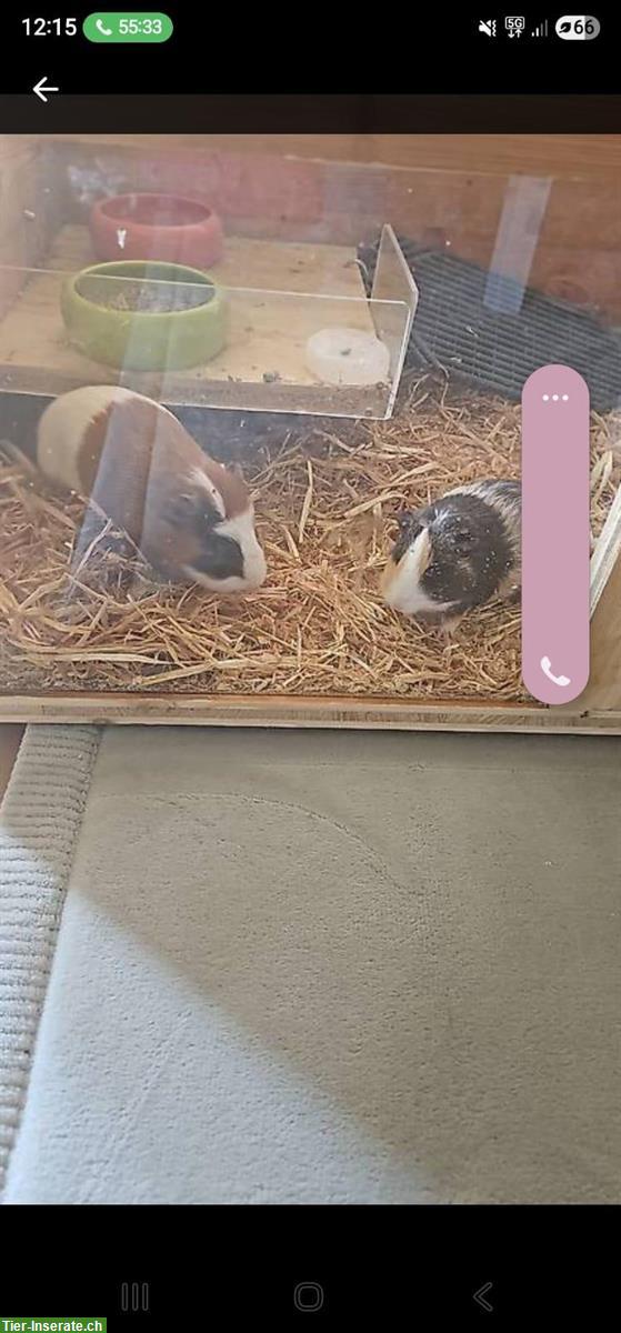Bild 3: Meerschweinchen Männchen zu verkaufen