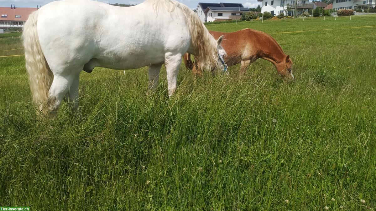Aktiv-, Offen-/Freilaufstall in Ferenbalm BE
