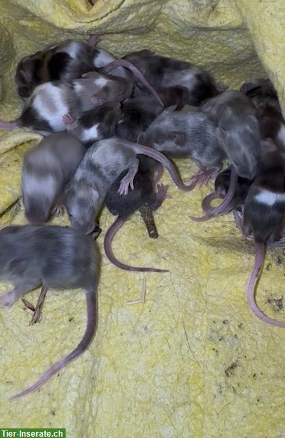 Junge Farbmäuse suchen bald ein neues Zuhause