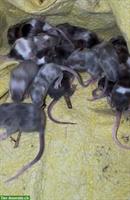 Junge Farbmäuse suchen bald ein neues Zuhause