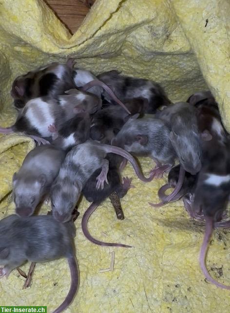Bild 2: Junge Farbmäuse suchen bald ein neues Zuhause