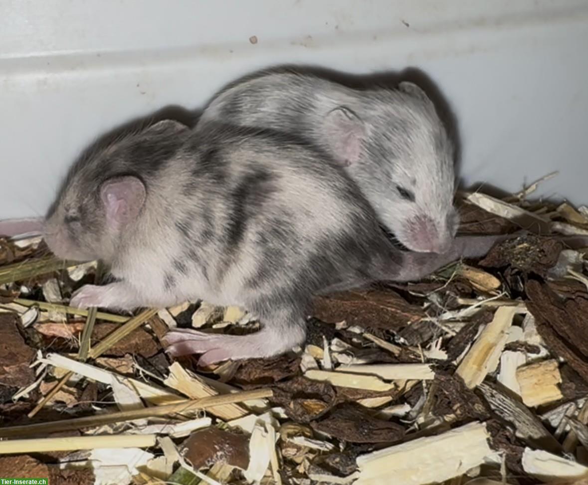 Bild 4: Junge Farbmäuse suchen bald ein neues Zuhause