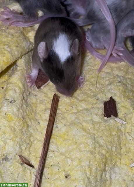 Bild 5: Junge Farbmäuse suchen bald ein neues Zuhause