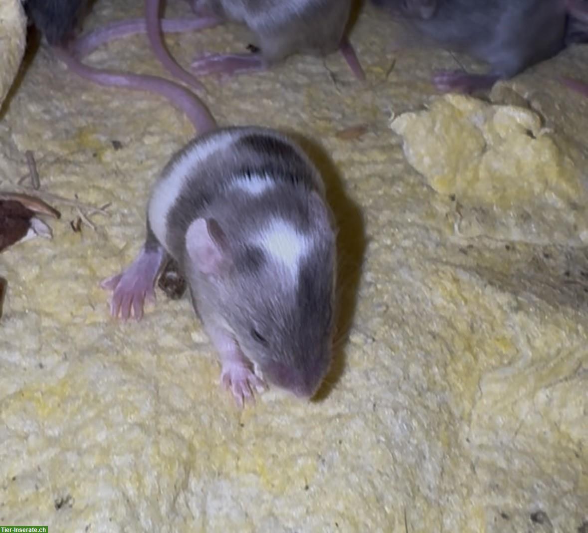 Bild 6: Junge Farbmäuse suchen bald ein neues Zuhause