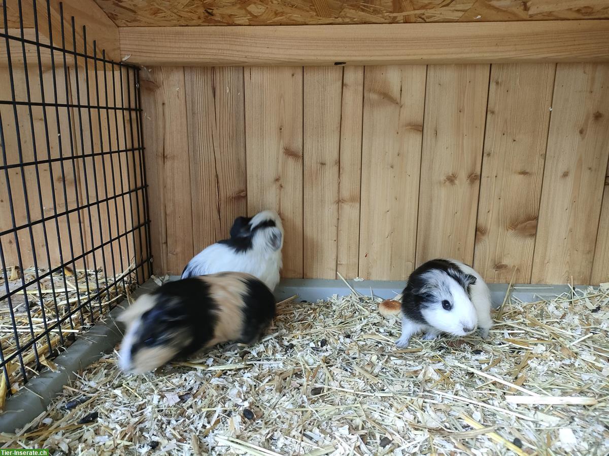 Junge Meerschweinchen Baby abzugeben