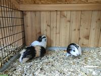 Junge Meerschweinchen Baby abzugeben